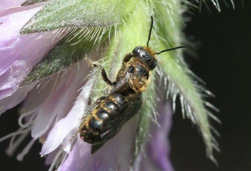 Réf. 186 178 : Chelostoma rapunculi